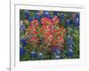 Field of Texas Blue Bonnets and Indian Paintbrush, Texas Hill Country, Texas, USA-Darrell Gulin-Framed Photographic Print