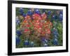 Field of Texas Blue Bonnets and Indian Paintbrush, Texas Hill Country, Texas, USA-Darrell Gulin-Framed Photographic Print