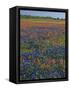 Field of Texas Blue Bonnets and Indian Paintbrush, Texas Hill Country, Texas, USA-Darrell Gulin-Framed Stretched Canvas