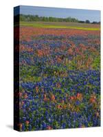 Field of Texas Blue Bonnets and Indian Paintbrush, Texas Hill Country, Texas, USA-Darrell Gulin-Stretched Canvas