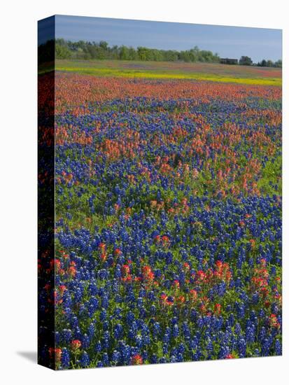 Field of Texas Blue Bonnets and Indian Paintbrush, Texas Hill Country, Texas, USA-Darrell Gulin-Stretched Canvas