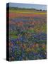 Field of Texas Blue Bonnets and Indian Paintbrush, Texas Hill Country, Texas, USA-Darrell Gulin-Stretched Canvas