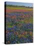 Field of Texas Blue Bonnets and Indian Paintbrush, Texas Hill Country, Texas, USA-Darrell Gulin-Stretched Canvas