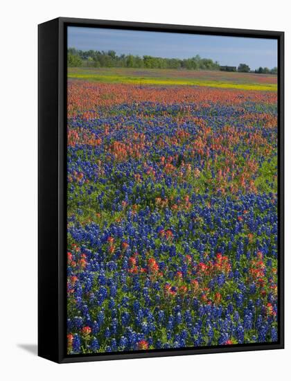 Field of Texas Blue Bonnets and Indian Paintbrush, Texas Hill Country, Texas, USA-Darrell Gulin-Framed Stretched Canvas