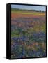 Field of Texas Blue Bonnets and Indian Paintbrush, Texas Hill Country, Texas, USA-Darrell Gulin-Framed Stretched Canvas