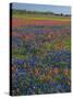 Field of Texas Blue Bonnets and Indian Paintbrush, Texas Hill Country, Texas, USA-Darrell Gulin-Stretched Canvas