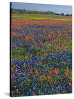 Field of Texas Blue Bonnets and Indian Paintbrush, Texas Hill Country, Texas, USA-Darrell Gulin-Stretched Canvas