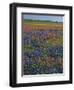 Field of Texas Blue Bonnets and Indian Paintbrush, Texas Hill Country, Texas, USA-Darrell Gulin-Framed Photographic Print