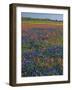 Field of Texas Blue Bonnets and Indian Paintbrush, Texas Hill Country, Texas, USA-Darrell Gulin-Framed Photographic Print