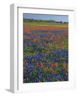 Field of Texas Blue Bonnets and Indian Paintbrush, Texas Hill Country, Texas, USA-Darrell Gulin-Framed Photographic Print