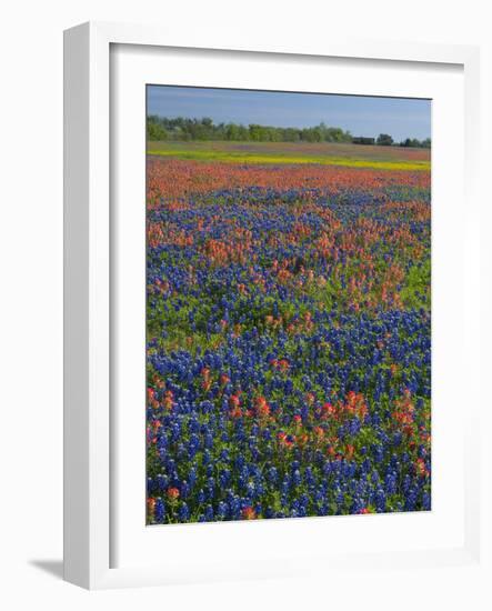 Field of Texas Blue Bonnets and Indian Paintbrush, Texas Hill Country, Texas, USA-Darrell Gulin-Framed Photographic Print