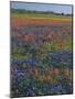 Field of Texas Blue Bonnets and Indian Paintbrush, Texas Hill Country, Texas, USA-Darrell Gulin-Mounted Photographic Print