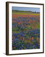 Field of Texas Blue Bonnets and Indian Paintbrush, Texas Hill Country, Texas, USA-Darrell Gulin-Framed Photographic Print