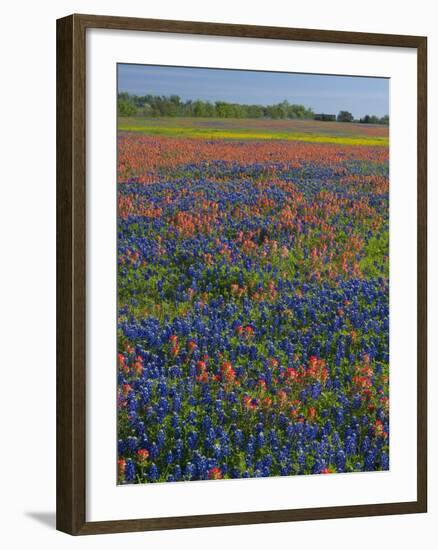 Field of Texas Blue Bonnets and Indian Paintbrush, Texas Hill Country, Texas, USA-Darrell Gulin-Framed Photographic Print