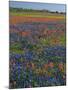 Field of Texas Blue Bonnets and Indian Paintbrush, Texas Hill Country, Texas, USA-Darrell Gulin-Mounted Photographic Print