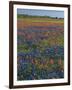 Field of Texas Blue Bonnets and Indian Paintbrush, Texas Hill Country, Texas, USA-Darrell Gulin-Framed Photographic Print