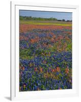 Field of Texas Blue Bonnets and Indian Paintbrush, Texas Hill Country, Texas, USA-Darrell Gulin-Framed Photographic Print