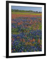 Field of Texas Blue Bonnets and Indian Paintbrush, Texas Hill Country, Texas, USA-Darrell Gulin-Framed Photographic Print