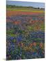 Field of Texas Blue Bonnets and Indian Paintbrush, Texas Hill Country, Texas, USA-Darrell Gulin-Mounted Photographic Print