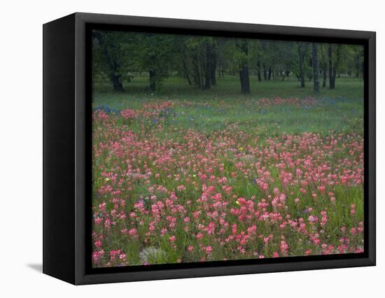 Field of Texas Blue Bonnets, Phlox and Oak Trees, Devine, Texas, USA-Darrell Gulin-Framed Stretched Canvas