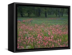 Field of Texas Blue Bonnets, Phlox and Oak Trees, Devine, Texas, USA-Darrell Gulin-Framed Stretched Canvas