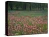 Field of Texas Blue Bonnets, Phlox and Oak Trees, Devine, Texas, USA-Darrell Gulin-Stretched Canvas