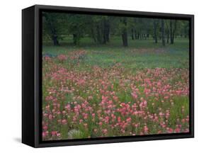 Field of Texas Blue Bonnets, Phlox and Oak Trees, Devine, Texas, USA-Darrell Gulin-Framed Stretched Canvas