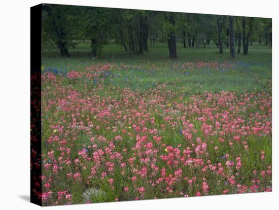 Field of Texas Blue Bonnets, Phlox and Oak Trees, Devine, Texas, USA-Darrell Gulin-Stretched Canvas