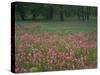 Field of Texas Blue Bonnets, Phlox and Oak Trees, Devine, Texas, USA-Darrell Gulin-Stretched Canvas