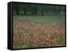 Field of Texas Blue Bonnets, Phlox and Oak Trees, Devine, Texas, USA-Darrell Gulin-Framed Stretched Canvas