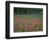 Field of Texas Blue Bonnets, Phlox and Oak Trees, Devine, Texas, USA-Darrell Gulin-Framed Photographic Print