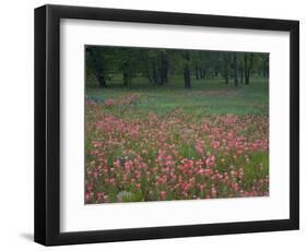 Field of Texas Blue Bonnets, Phlox and Oak Trees, Devine, Texas, USA-Darrell Gulin-Framed Photographic Print