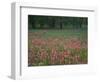 Field of Texas Blue Bonnets, Phlox and Oak Trees, Devine, Texas, USA-Darrell Gulin-Framed Photographic Print