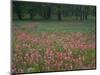 Field of Texas Blue Bonnets, Phlox and Oak Trees, Devine, Texas, USA-Darrell Gulin-Mounted Photographic Print