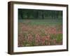 Field of Texas Blue Bonnets, Phlox and Oak Trees, Devine, Texas, USA-Darrell Gulin-Framed Photographic Print