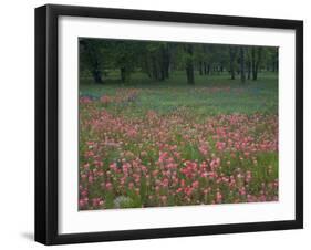 Field of Texas Blue Bonnets, Phlox and Oak Trees, Devine, Texas, USA-Darrell Gulin-Framed Photographic Print