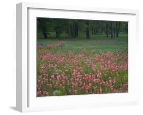 Field of Texas Blue Bonnets, Phlox and Oak Trees, Devine, Texas, USA-Darrell Gulin-Framed Photographic Print