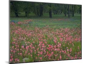 Field of Texas Blue Bonnets, Phlox and Oak Trees, Devine, Texas, USA-Darrell Gulin-Mounted Photographic Print