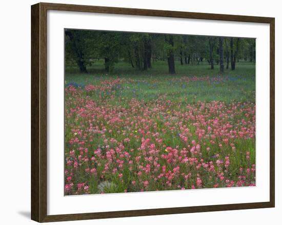 Field of Texas Blue Bonnets, Phlox and Oak Trees, Devine, Texas, USA-Darrell Gulin-Framed Photographic Print