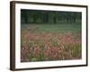 Field of Texas Blue Bonnets, Phlox and Oak Trees, Devine, Texas, USA-Darrell Gulin-Framed Photographic Print