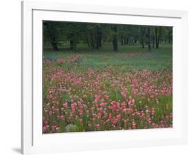 Field of Texas Blue Bonnets, Phlox and Oak Trees, Devine, Texas, USA-Darrell Gulin-Framed Photographic Print