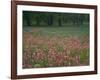 Field of Texas Blue Bonnets, Phlox and Oak Trees, Devine, Texas, USA-Darrell Gulin-Framed Photographic Print