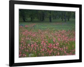 Field of Texas Blue Bonnets, Phlox and Oak Trees, Devine, Texas, USA-Darrell Gulin-Framed Photographic Print