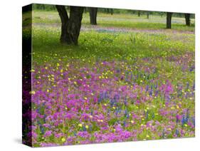 Field of Texas Blue Bonnets, Phlox and Oak Trees, Devine, Texas, USA-Darrell Gulin-Stretched Canvas