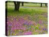 Field of Texas Blue Bonnets, Phlox and Oak Trees, Devine, Texas, USA-Darrell Gulin-Stretched Canvas