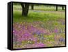 Field of Texas Blue Bonnets, Phlox and Oak Trees, Devine, Texas, USA-Darrell Gulin-Framed Stretched Canvas