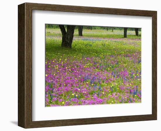 Field of Texas Blue Bonnets, Phlox and Oak Trees, Devine, Texas, USA-Darrell Gulin-Framed Photographic Print