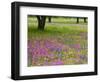 Field of Texas Blue Bonnets, Phlox and Oak Trees, Devine, Texas, USA-Darrell Gulin-Framed Photographic Print