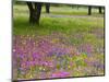 Field of Texas Blue Bonnets, Phlox and Oak Trees, Devine, Texas, USA-Darrell Gulin-Mounted Photographic Print