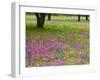 Field of Texas Blue Bonnets, Phlox and Oak Trees, Devine, Texas, USA-Darrell Gulin-Framed Photographic Print